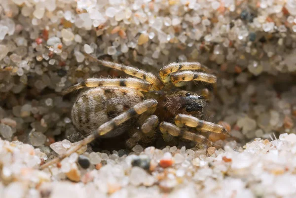 Macro Φωτογραφία Μιας Αράχνης Λύκου Arctosa Καμουφλαρισμένη Στην Άμμο — Φωτογραφία Αρχείου