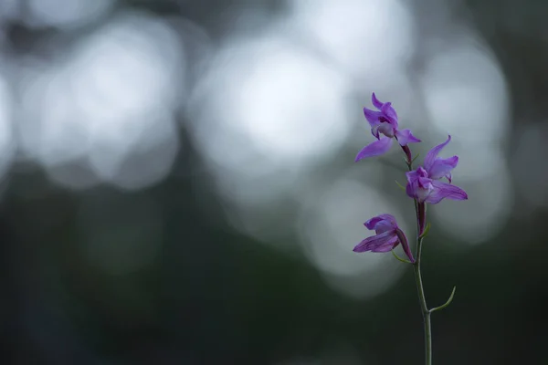 Blooming Red Helleborine Cephalanthera Rubra — Stock Photo, Image