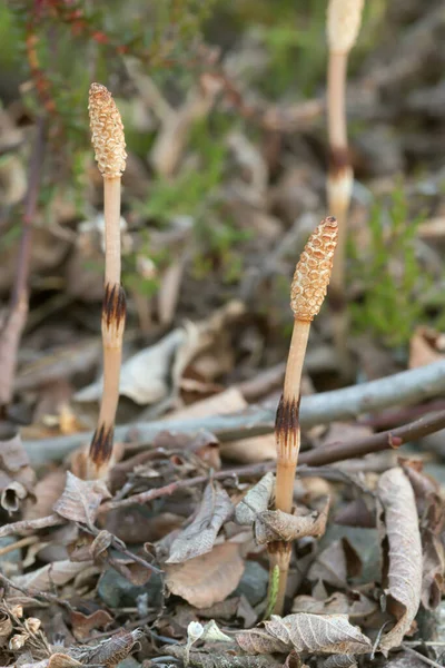 Closeup Fertile Field Horsetail — Stock Photo, Image