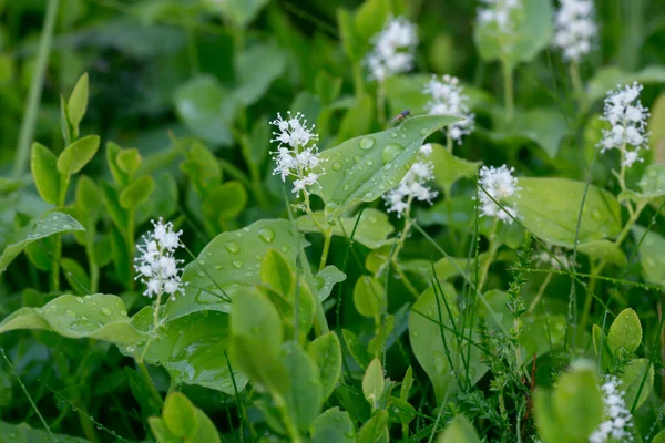 Valse Lelie Van Vallei Maianthemum Bifolium Planten — Stockfoto