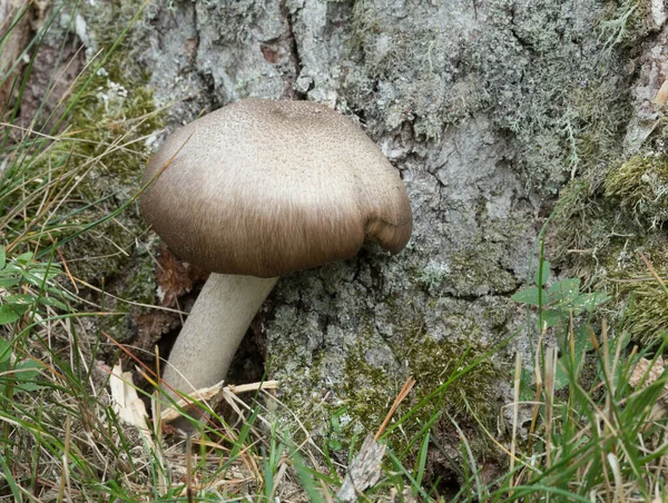 Mushroom Growing Base Tree — Stock Photo, Image