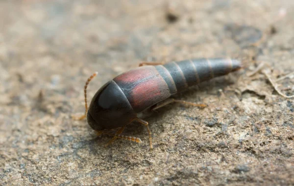 Rove Beetle Sepedophilus Marshami Auf Felsen Makroaufnahme — Stockfoto