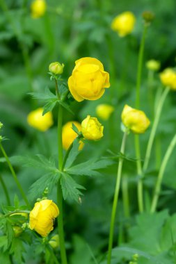 Yaygın yerçiçeği, Trollius europaeus