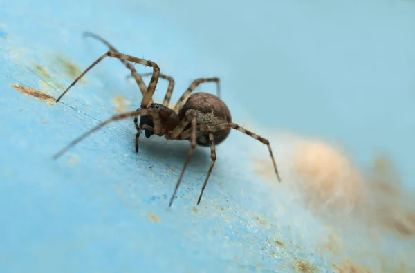 Araignée Femelle Printemps Neriene Montana Avec Œufs — Photo
