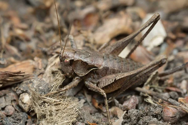 Female Dark Bush Cricket Pholidoptera Griseoaptera Ground Macro Photo — Stock Photo, Image