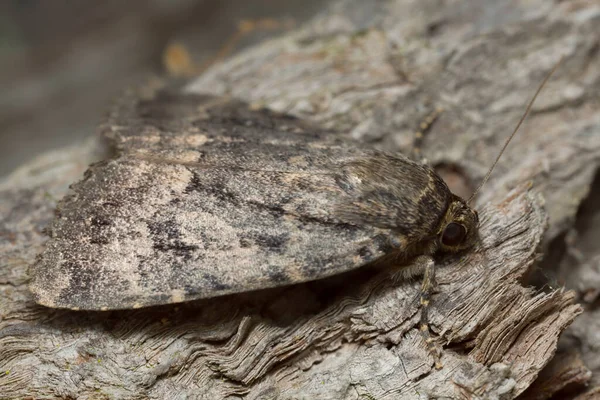 Moth Camuflado Madeira Macrofotografia — Fotografia de Stock