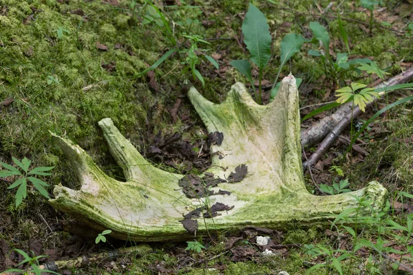 Eland Gewei Het Uitwerpen — Stockfoto