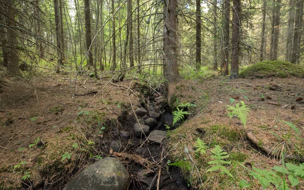 Suchý Potok Jehličnatém Lese Švédsku Způsobený Vloni Létě Dlouhým Vedrem — Stock fotografie