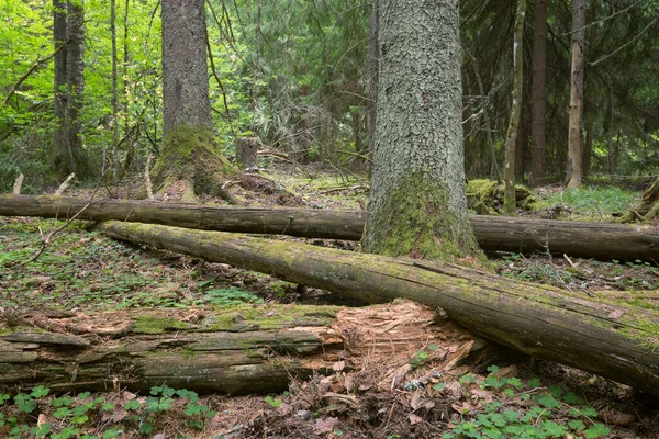 緑に覆われた森の中で朽ちる木 — ストック写真