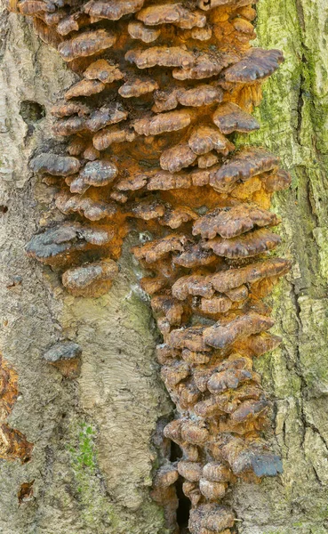 Suporte Amieiro Inonotus Radiatus Crescendo Árvore Amieiro — Fotografia de Stock