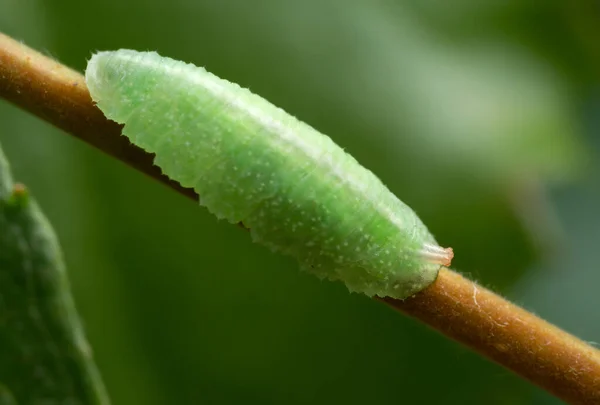 この昆虫はアブラムシの捕食者ですこの昆虫は捕食者です — ストック写真