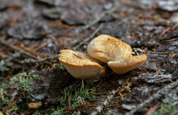 Climacocystis Borealis Growing Wood — Stock Photo, Image