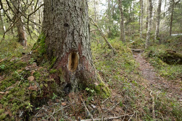 Danos Árvore Após Woodpacker Tentando Encontrar Insetos Madeira — Fotografia de Stock