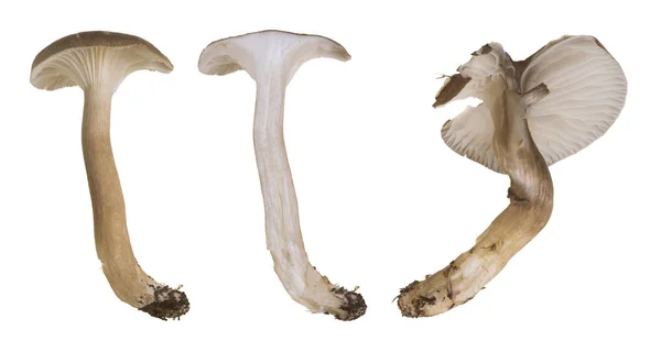 Klenutý Dřevěný Vosk Hygrophorus Camarophyllus Izolované Bílém Pozadí — Stock fotografie