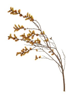 Blooming sweetgale, Myrica gale with catkins isolated on white background clipart