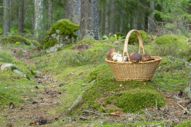 Kuruşluk çöreklerle dolu sepet, Boletus edulis
