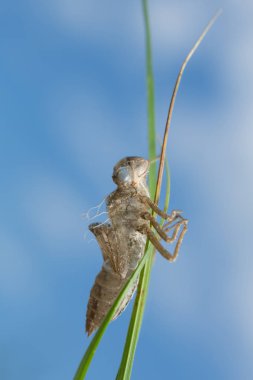 Yusufçuk yumurtadan çıktıktan sonra boş Exuvia