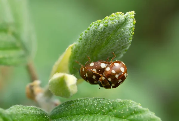 Mating Cream Spot Lieveheersbeestjes Calvia Quatuordecimguttata Blad — Stockfoto