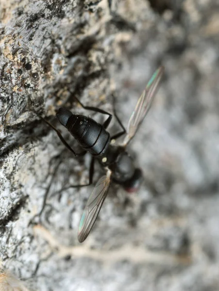 Foto Macro Uma Mosca Colocando Ovos Madeira Caduca — Fotografia de Stock