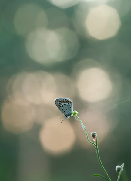 Brownie Lycaenidae Auf Pflanze Ruht Spiegelungen Hintergrund — Stockfoto