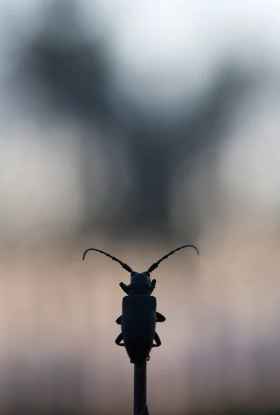 ウィーバー ビートル薄明かりの中のラミアの織物 — ストック写真