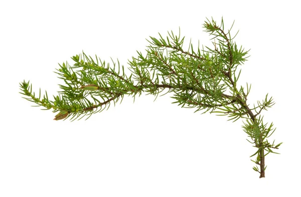 常见的Juniperus Juniperus Communis Twigisolated White Background 图库照片