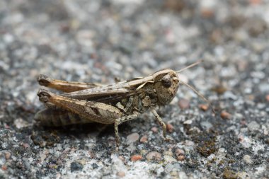 Myrmeleotettix maculatus on rock