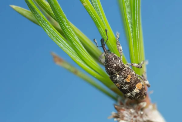 Weevil Galho Abeto Com Céu Azul Como Fundo — Fotografia de Stock