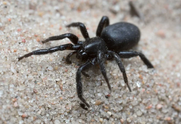 Siyah Bir Örümceğin Kumdaki Makro Fotoğrafı — Stok fotoğraf