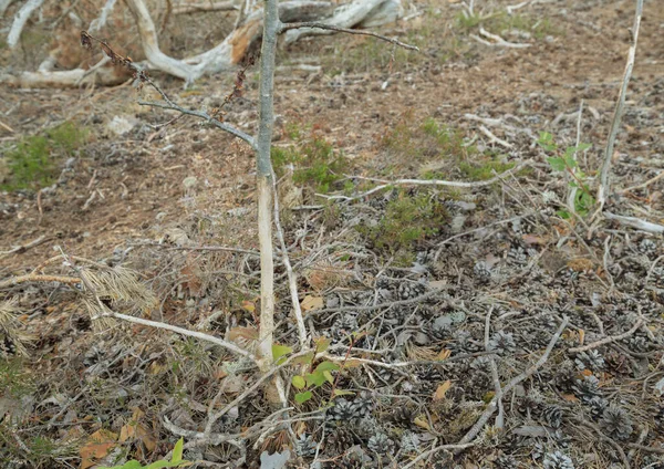 Daño Planta Arbórea Después Liebre Azul Lepus Timidus Ambiente Coníferas — Foto de Stock