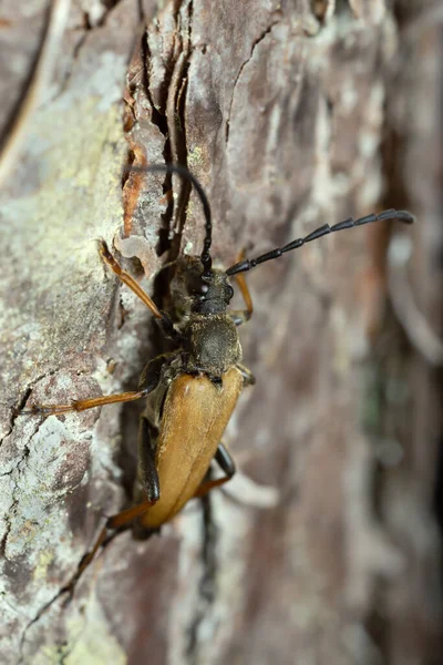 Leptura Pubescens Sobre Corteza Pino —  Fotos de Stock