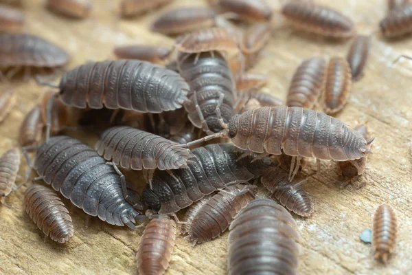 Viele Raue Asseln Porzellansäbel Auf Holz Mit Hoher Vergrößerung Fotografiert — Stockfoto