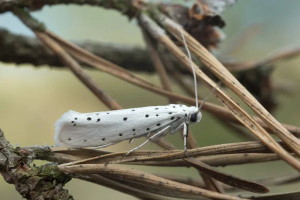 Hermelin Motte Yponomeuta Auf Kiefernnadel — Stockfoto