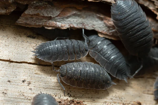 Sıradan sert ağaçkakanlar, tahta üzerinde Porcellio pulları.