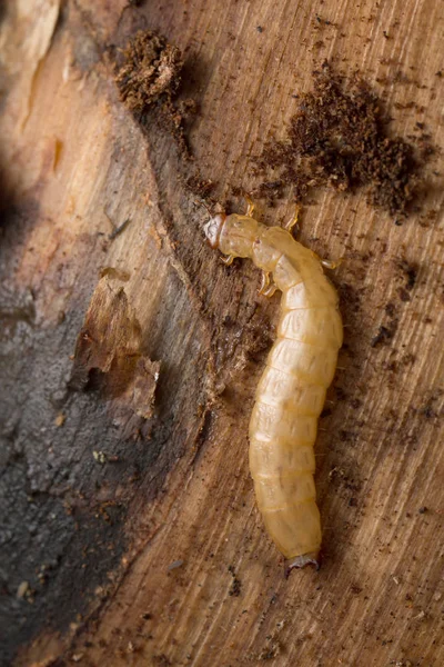 Boros Schneideri Larva Madeira Pinheiro — Fotografia de Stock