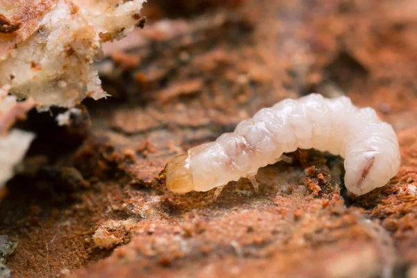 Melandryidae Larve Auf Holz Und Myzel Von Trichaptum Abietinum — Stockfoto