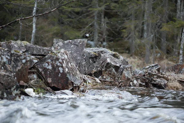Avrupalı Dipper Cinclus Cinclus Rock River Front — Stok fotoğraf