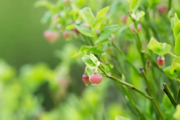 Kwitnąca Jagoda Europejska Roślina Vaccinium Myrtillus — Zdjęcie stockowe