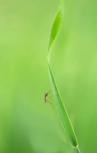 Mosquito Descansando Grama — Fotografia de Stock