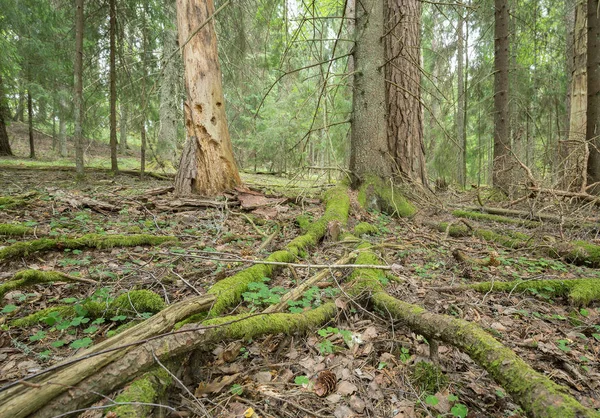 Sveç Teki Değmemiş Kozalaklı Ormandaki Kökler Ağaçlar — Stok fotoğraf