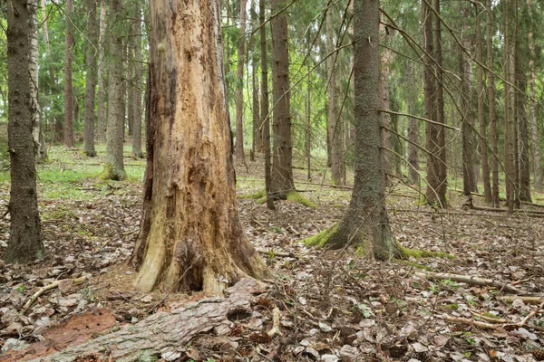Borovice Nedotčeném Jehličnatém Lese — Stock fotografie