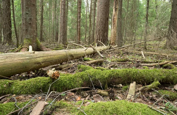 Racines Arbres Dans Une Forêt Conifères Intacte Sudoux — Photo