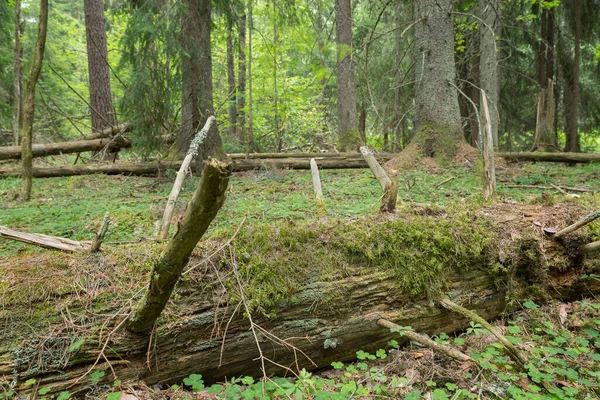 Падіння Ялинових Ялин Природному Лісі — стокове фото