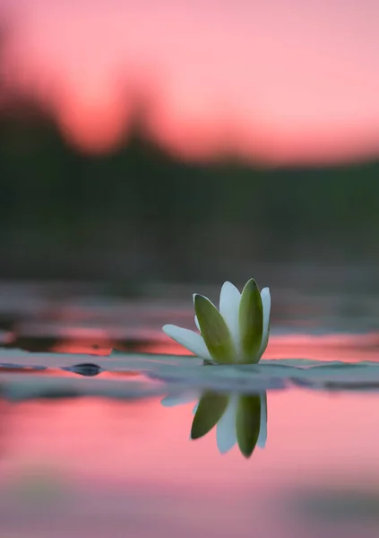 Europeisk Vitnäckros Nymphaea Alba Solnedgången Vid Lugn Sjö — Stockfoto