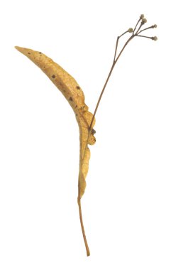 Beyaz arkaplanda keten tohumu izole