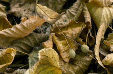 Sonbaharda yaprakların arasında ıhlamur tohumu