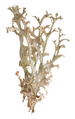 İzlanda yosunu. Çetarya adası beyaz arkaplanda izole edildi