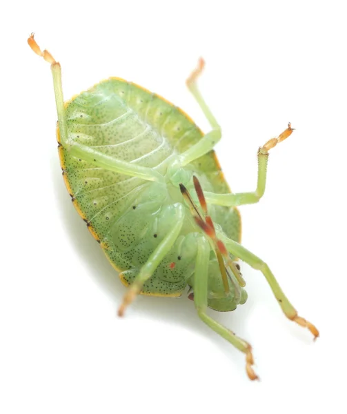 Close Van Een Groene Schildwants Nimf Palomena Prasina Gefotografeerd Tegen — Stockfoto