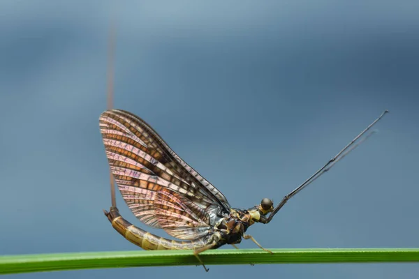 Mayfly Ephemera Vulgata Palha Este Inseto Imitada Frequentemente Por Pescadores — Fotografia de Stock