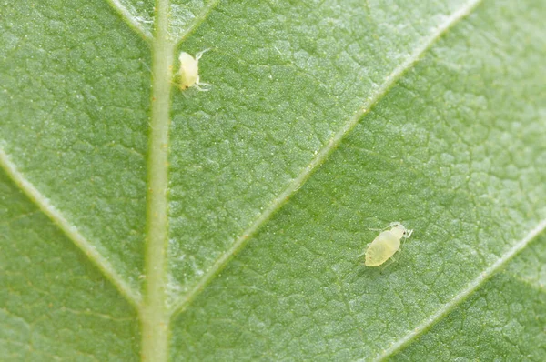 Aphid on leaf photographed with high magnification